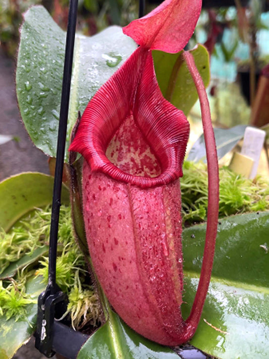 Nepenthes rajah x veitchii BE-4578
