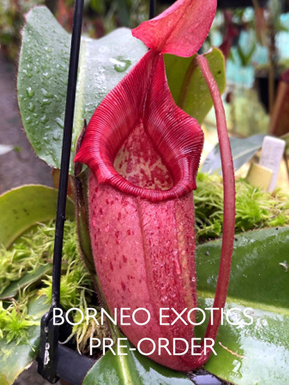 Nepenthes rajah x veitchii BE-4578