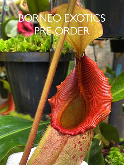 Nepenthes rajah x veitchii BE-4578