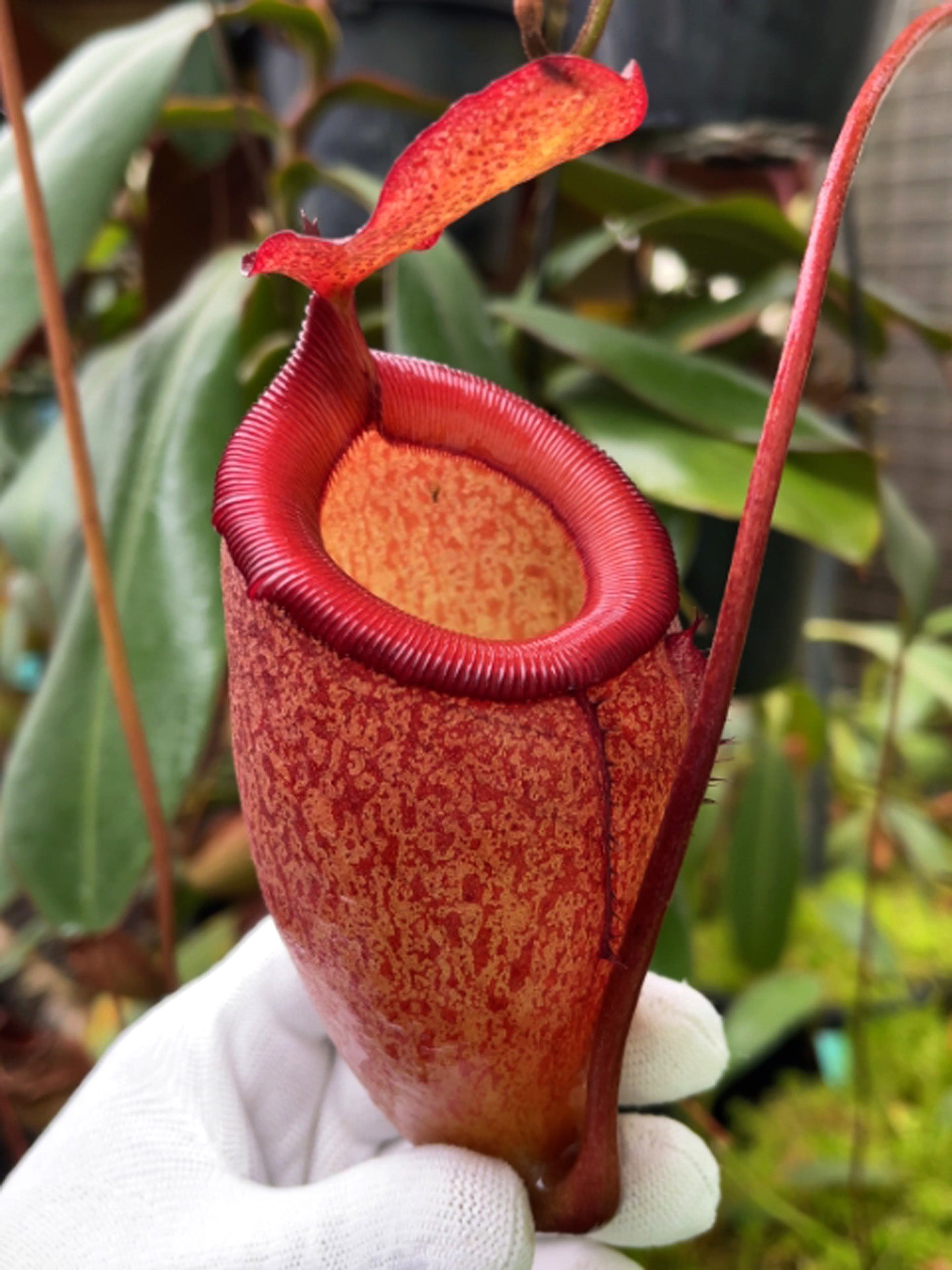 Nepenthes sibuyanensis x attenboroughii BE-4579