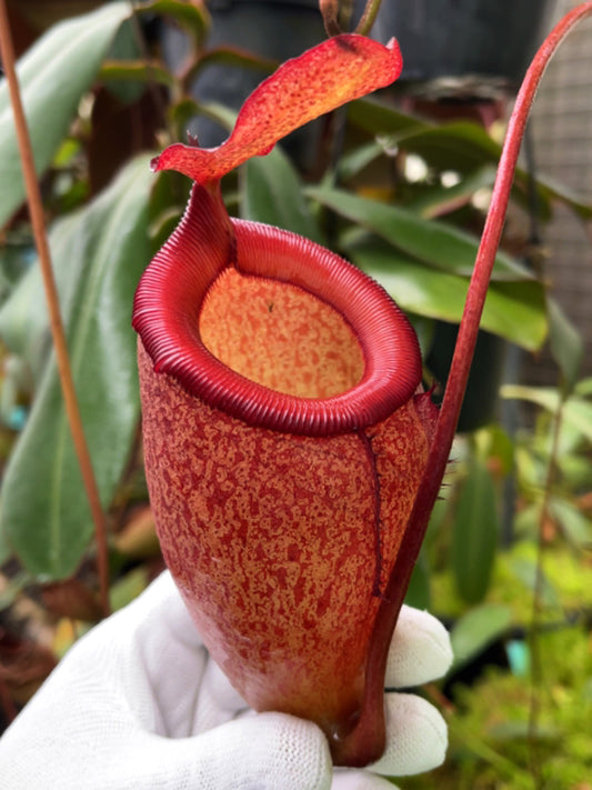 Nepenthes sibuyanensis x attenboroughii BE-4579