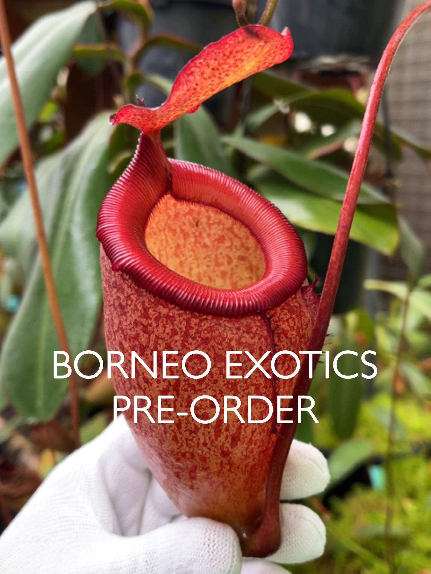 Nepenthes sibuyanensis x attenboroughii BE-4579