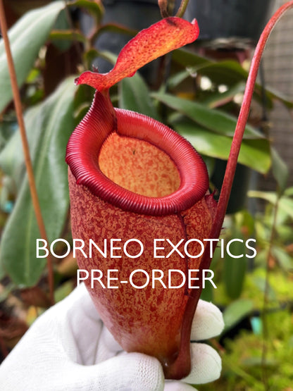 Nepenthes sibuyanensis x attenboroughii BE-4579