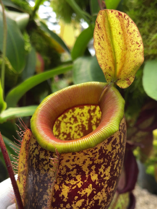 Nepenthes sibuyanensis x ampullaria   BE-4584