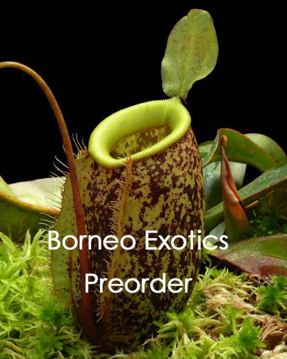 Nepenthes sibuyanensis x ampullaria   BE-4584