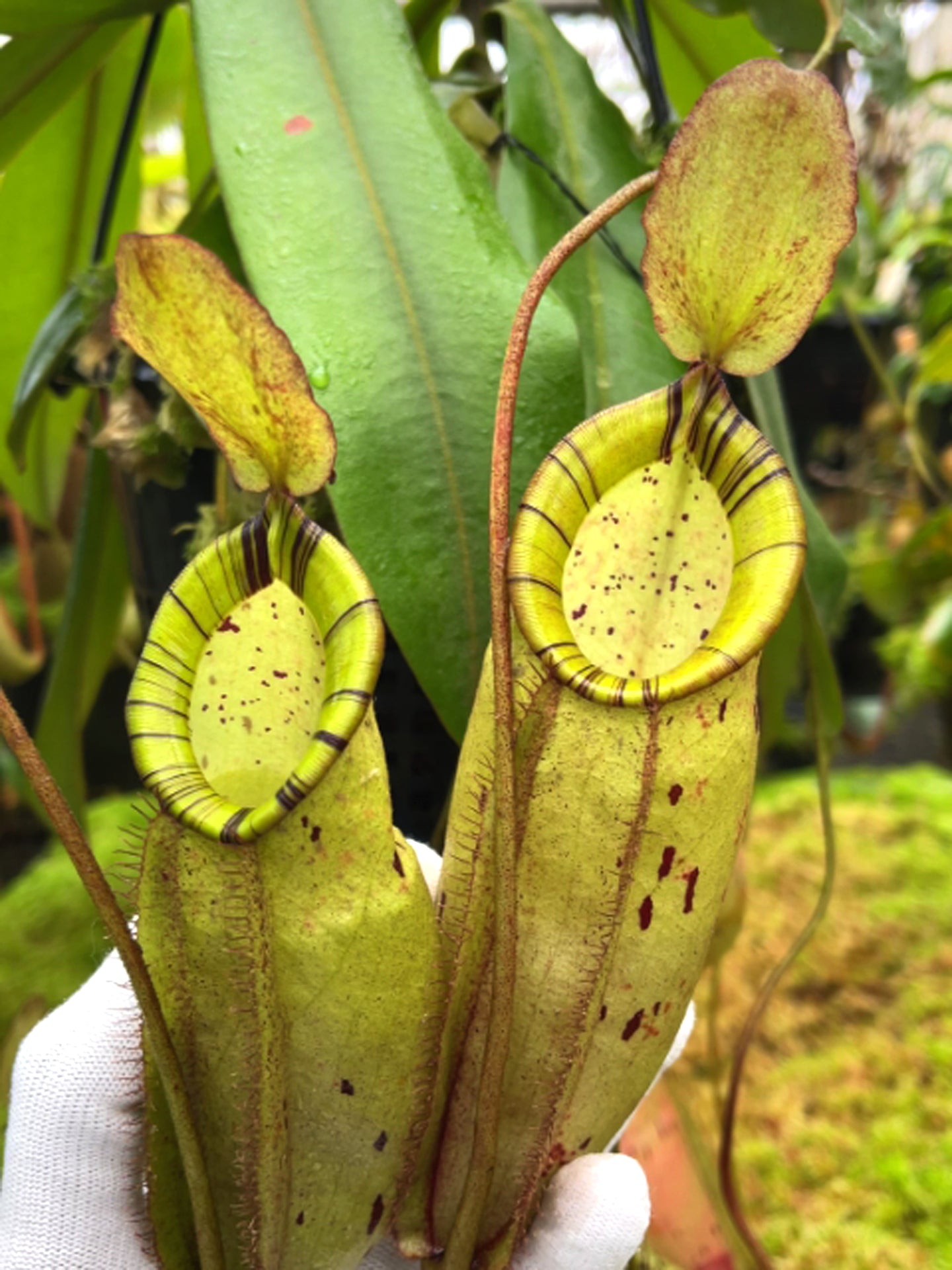 Nepenthes spectabilis x ampullaria BE-4587