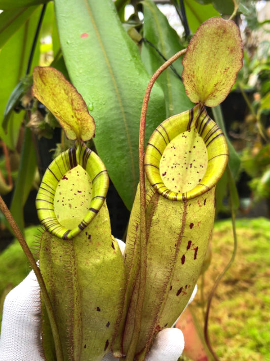 Nepenthes spectabilis x ampullaria BE-4587