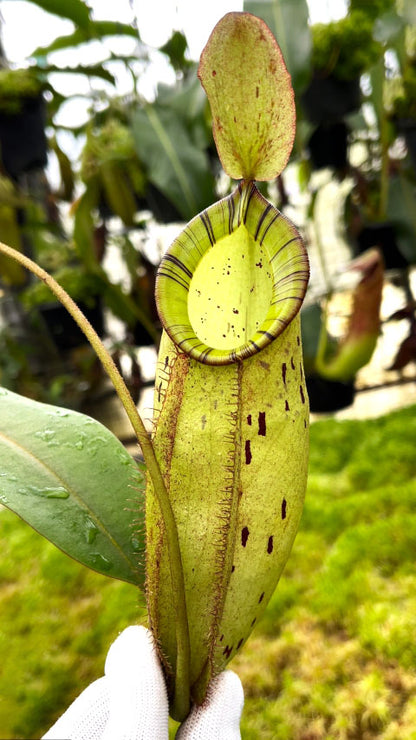 Nepenthes spectabilis x ampullaria BE-4587