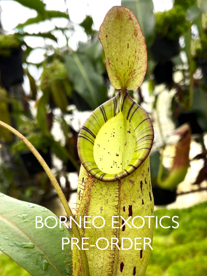 Nepenthes spectabilis x ampullaria BE-4587