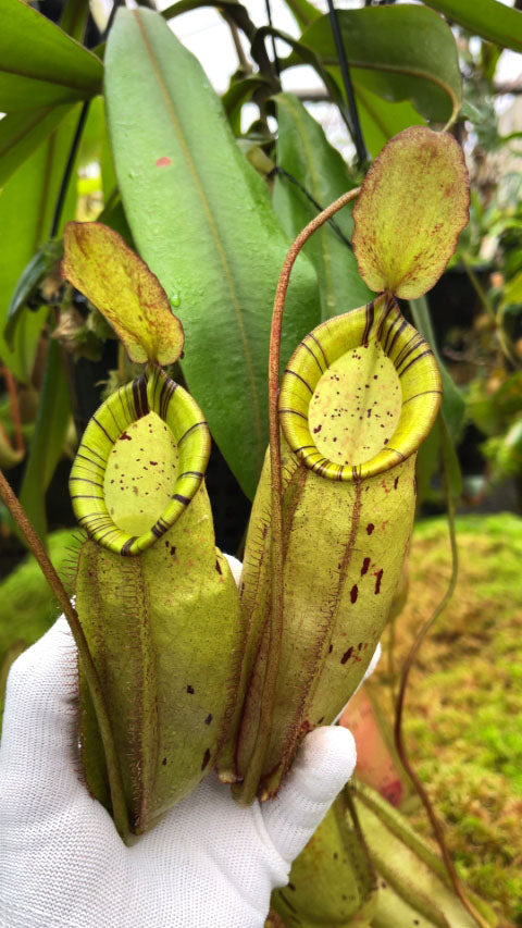 Nepenthes spectabilis x ampullaria BE-4587