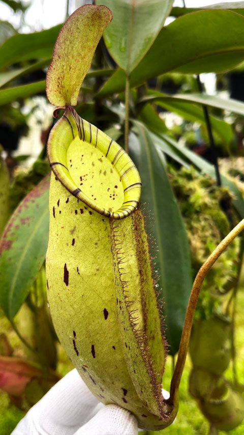 Nepenthes spectabilis x ampullaria BE-4587