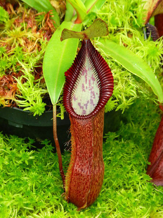 Nepenthes singalana x hamata "Lumut"  BE-4588  Assorted clones