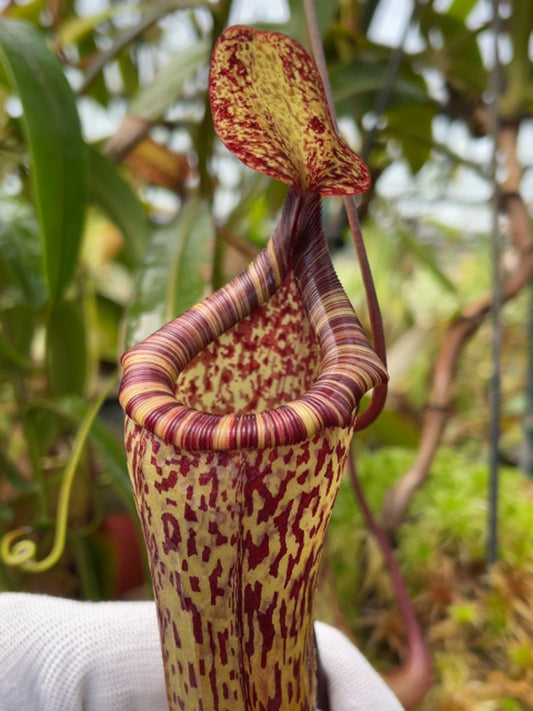 Nepenthes vogelii x ventricosa BE-4593 Selected Clone