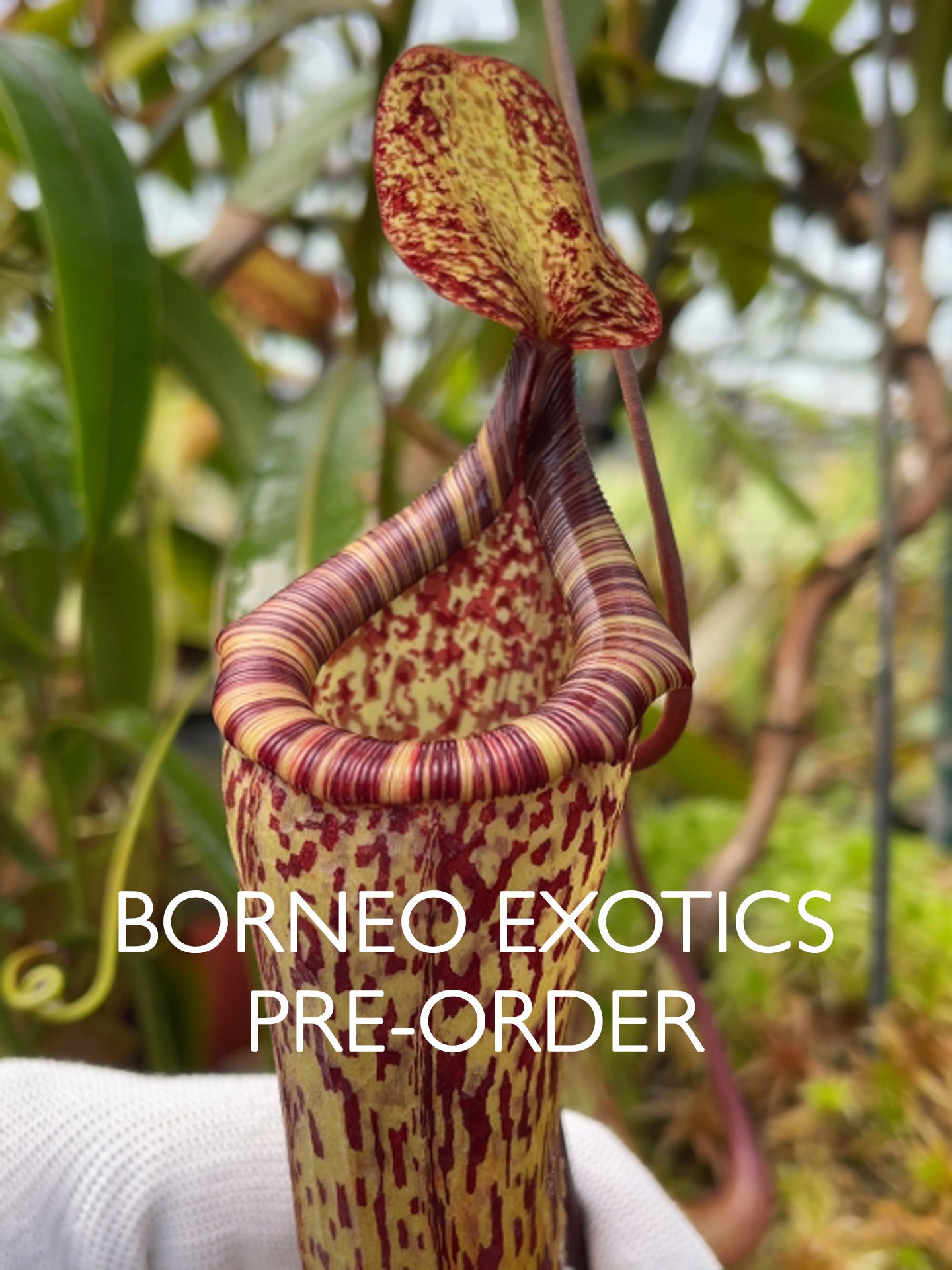 Nepenthes vogelii  x ventricosa BE-4593  Selected Clone