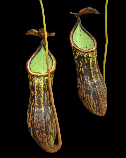 Nepenthes ceciliae  Mt Kiamo  BE-4600