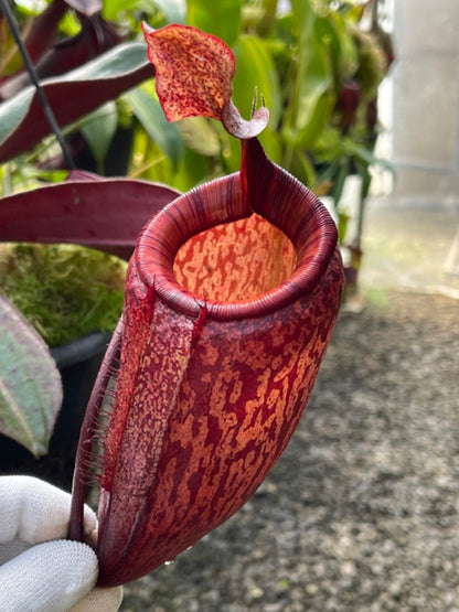 Nepenthes peltata x attenboroughii BE-4601