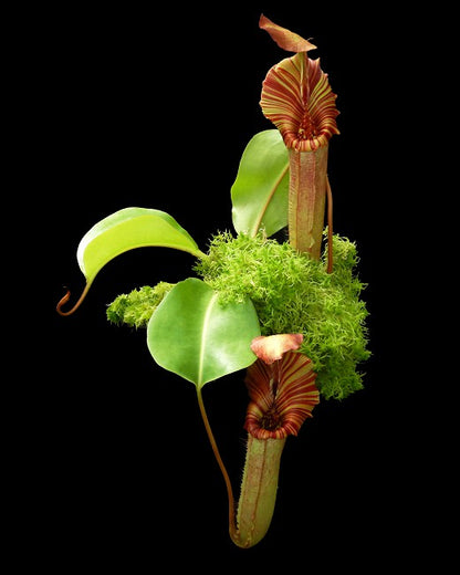 Nepenthes (veitchii x lowii) x robcantleyi  BE-4602