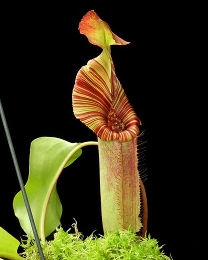 Nepenthes (veitchii x lowii) x robcantleyi  BE-4602