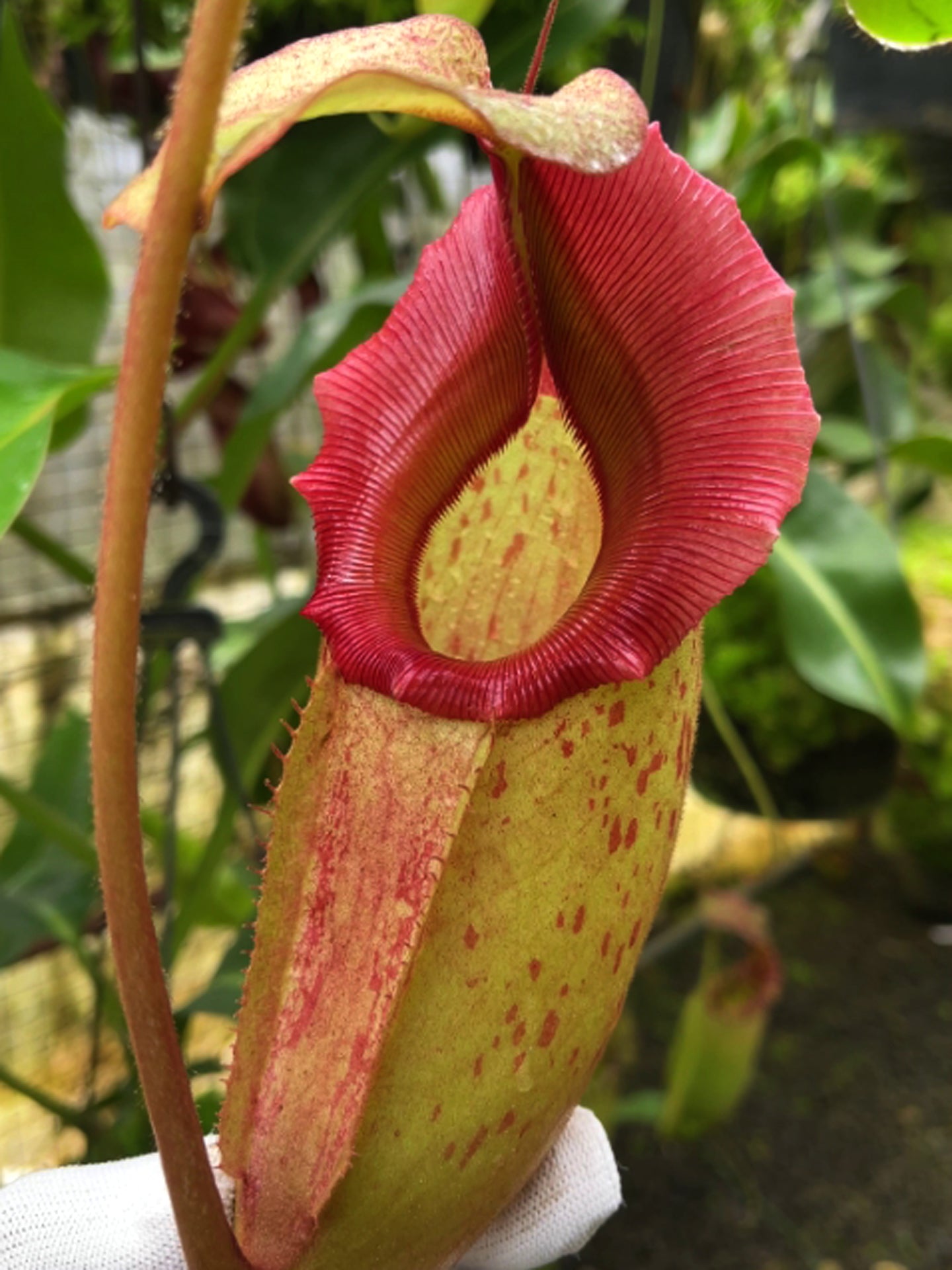 Nepenthes rajah x veitchii  "Gold Rush" BE-4603