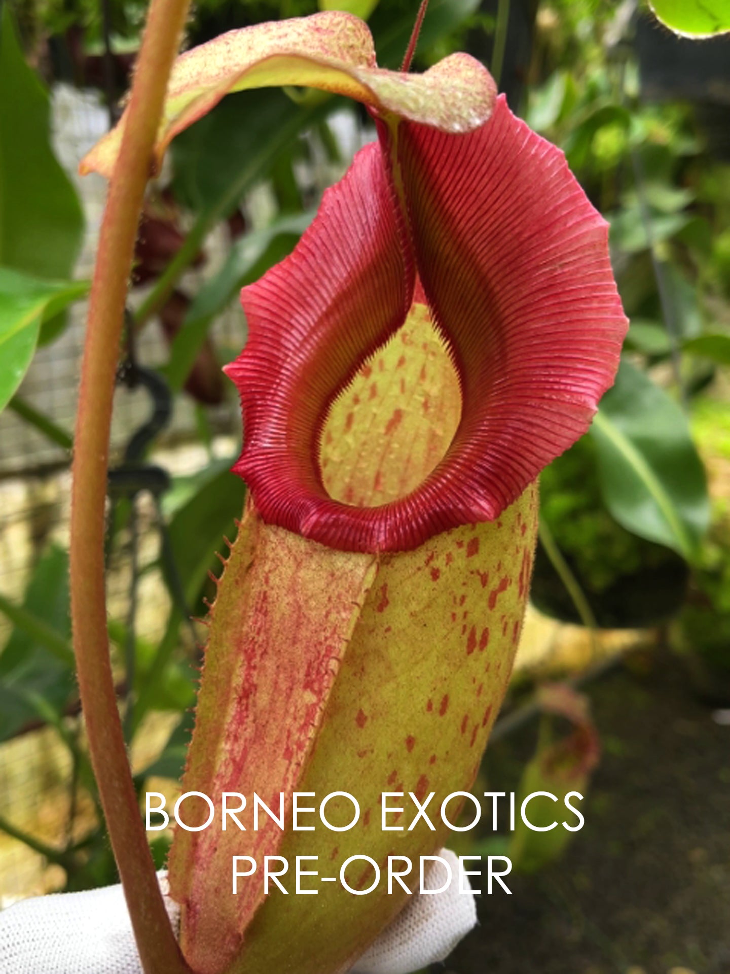 Nepenthes rajah x veitchii  "Gold Rush" BE-4603