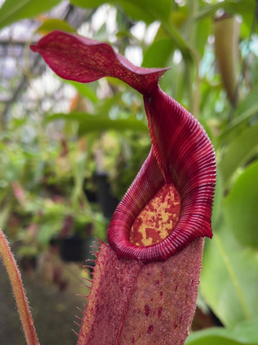 Nepenthes rajah x veitchii  "Gold Rush" BE-4603