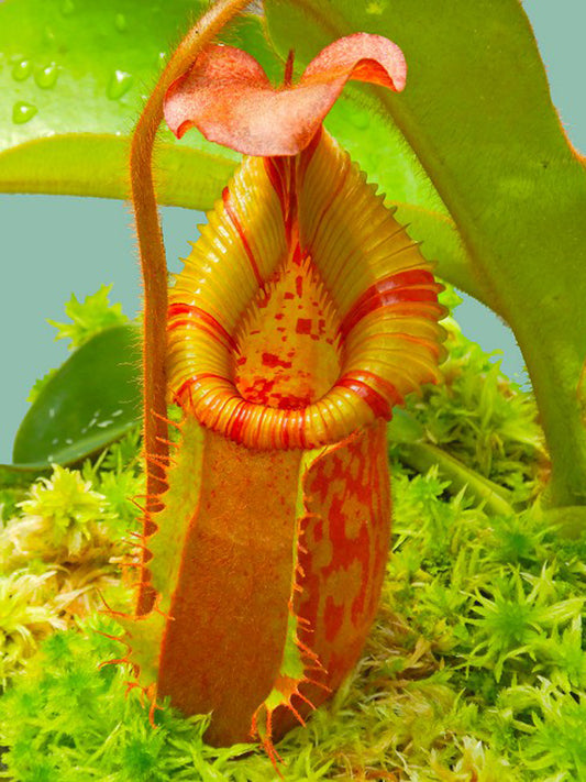 ASTA 2 : BE-4605 N. Villosa x veitchii "Gold Rush" Striped peristome" Small Size