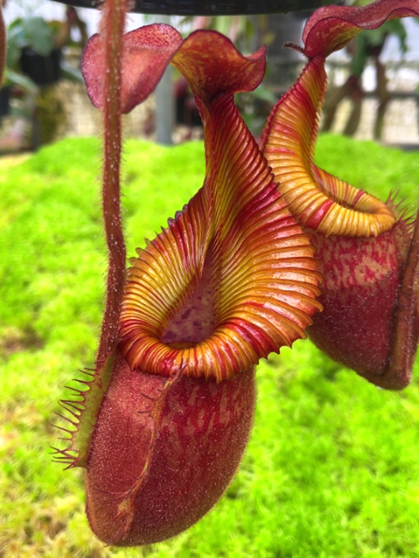 ASTA 2 : BE-4605 N. Villosa x veitchii "Gold Rush" Striped peristome" Small Size