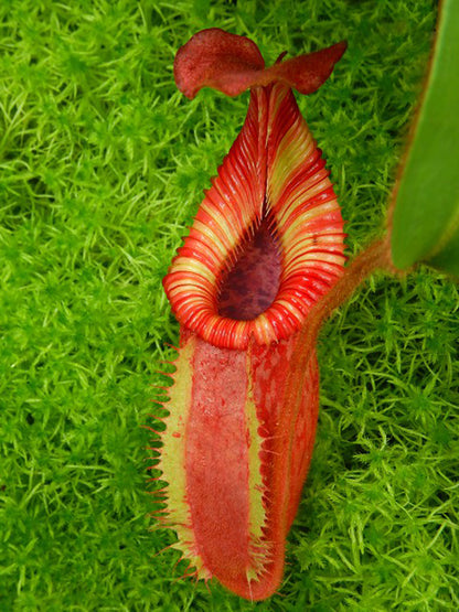 ASTA 13 :Nepenthes villosa x veitchii "Gold Rush" Striped peristome" BE-4605 MEDIUM SIZE