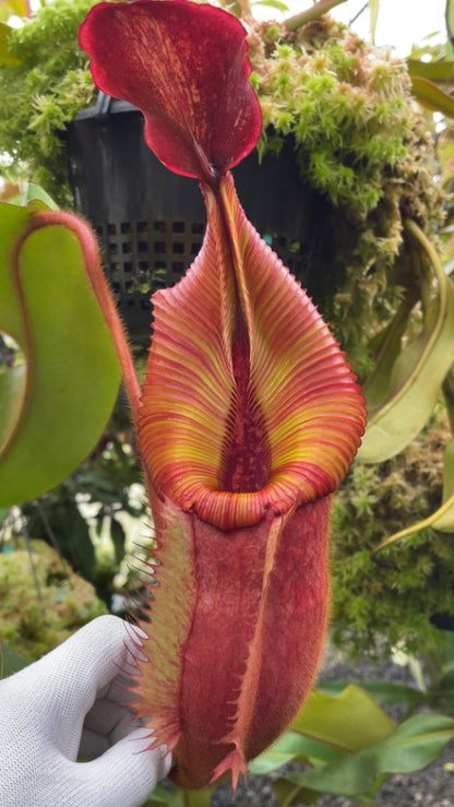 ASTA 13 :Nepenthes villosa x veitchii "Gold Rush" Striped peristome" BE-4605 MEDIUM SIZE
