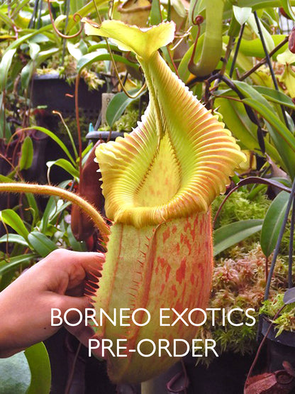 Nepenthes villosa x veitchii „Gold Rush“ Solid Peristome BE-4606