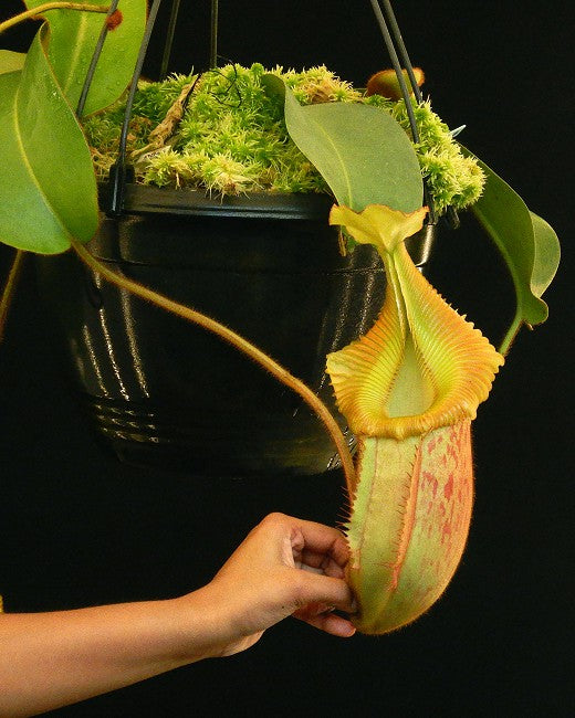 Nepenthes villosa x veitchii "Gold Rush" Solid Peristome BE-4606