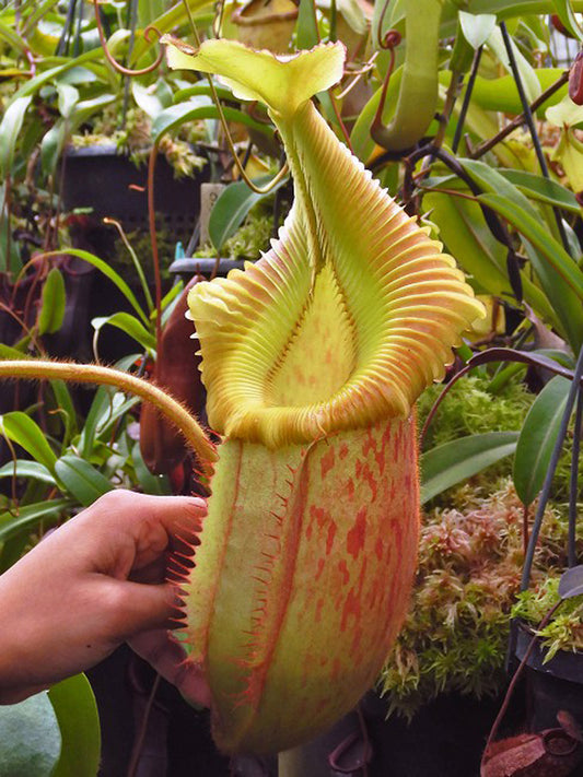 Nepenthes villosa x veitchii "Gold Rush" Solid Peristome BE-4606