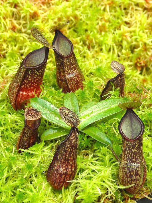 Nepenthes nigra Gunung Balease, Selatan, South Sulawesi