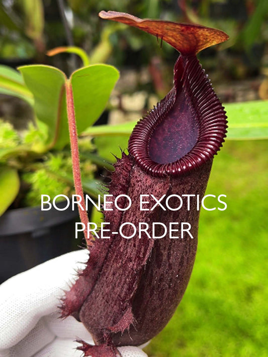 Nepenthes hamata x lowii  BE-4609