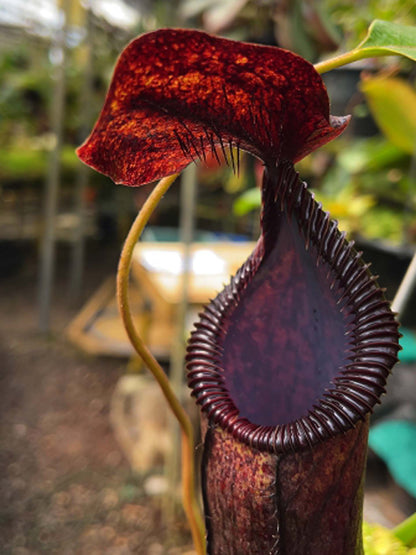 Nepenthes hamata x lowii  BE-4609