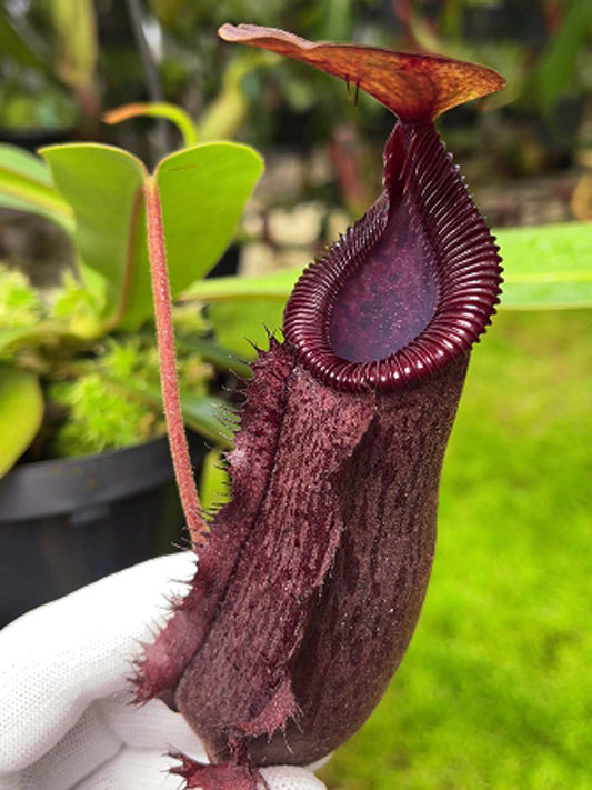 Nepenthes hamata x lowii  BE-4609
