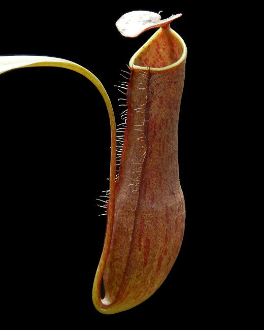Nepenthes gracilis  BE-4611  Selected clone