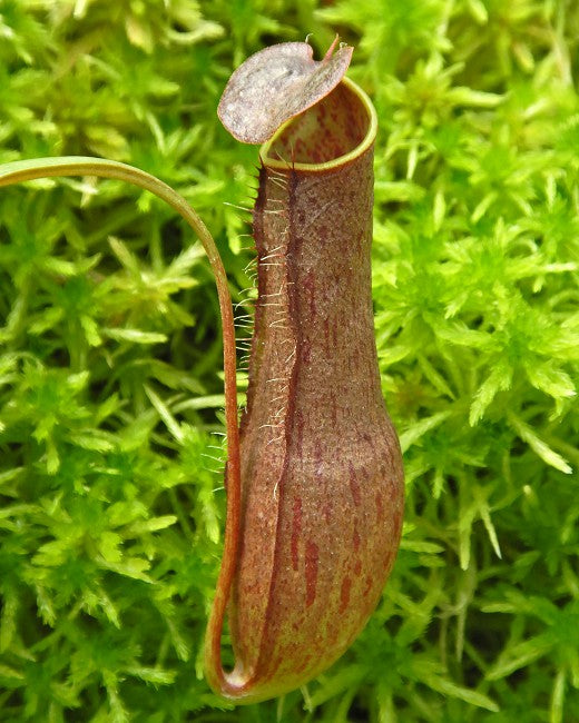 Nepenthes gracilis  BE-4611  Selected clone