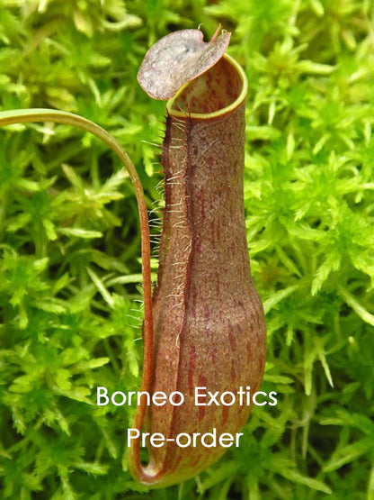 Nepenthes gracilis  BE-4611  Selected clone