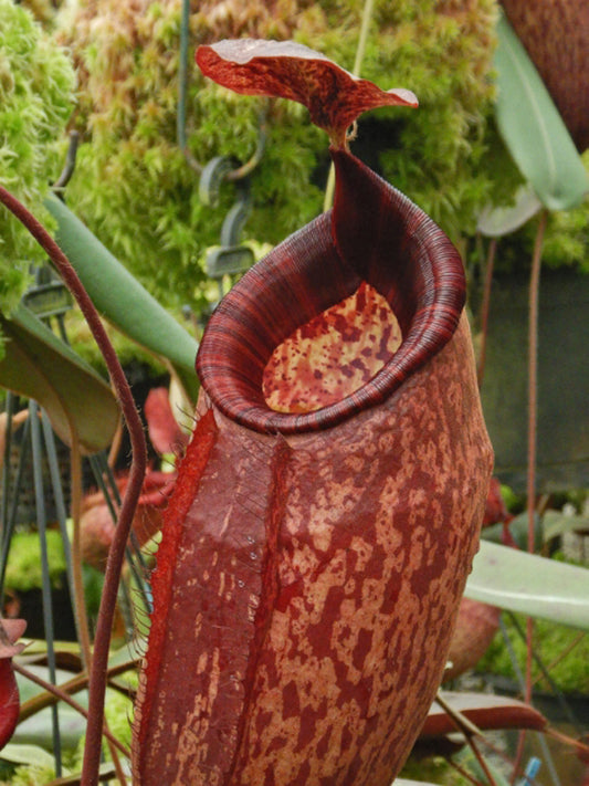 Nepenthes peltata BE-4613 Selected Clone