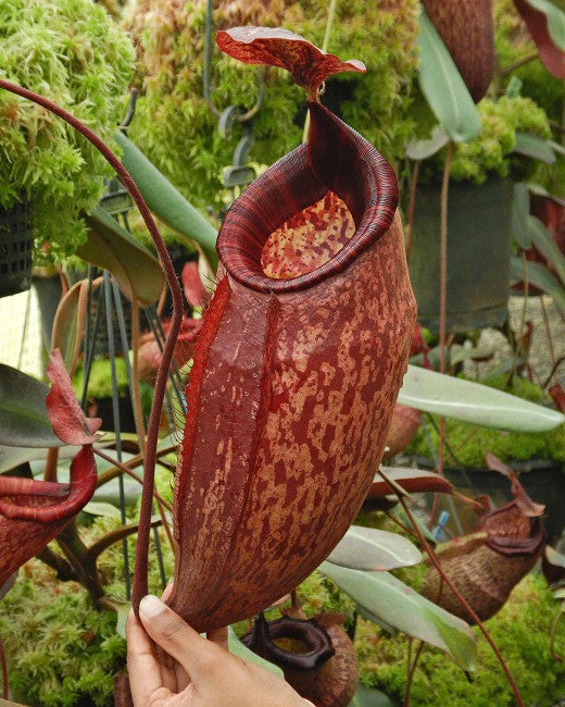 Nepenthes peltata BE-4613 Ausgewählter Klon