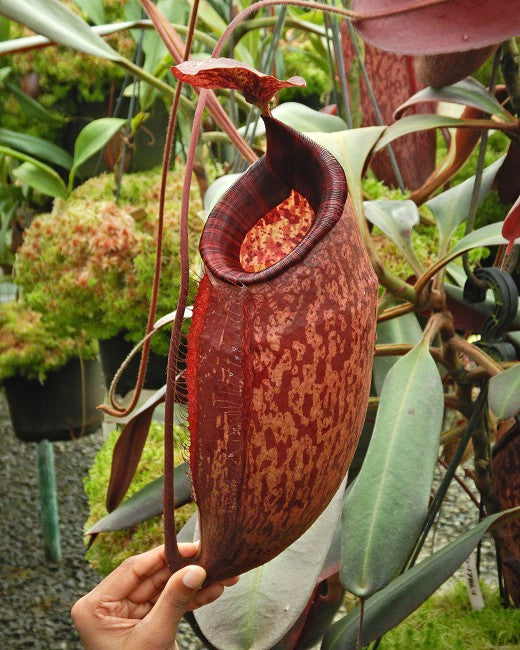 Nepenthes peltata BE-4613 Ausgewählter Klon