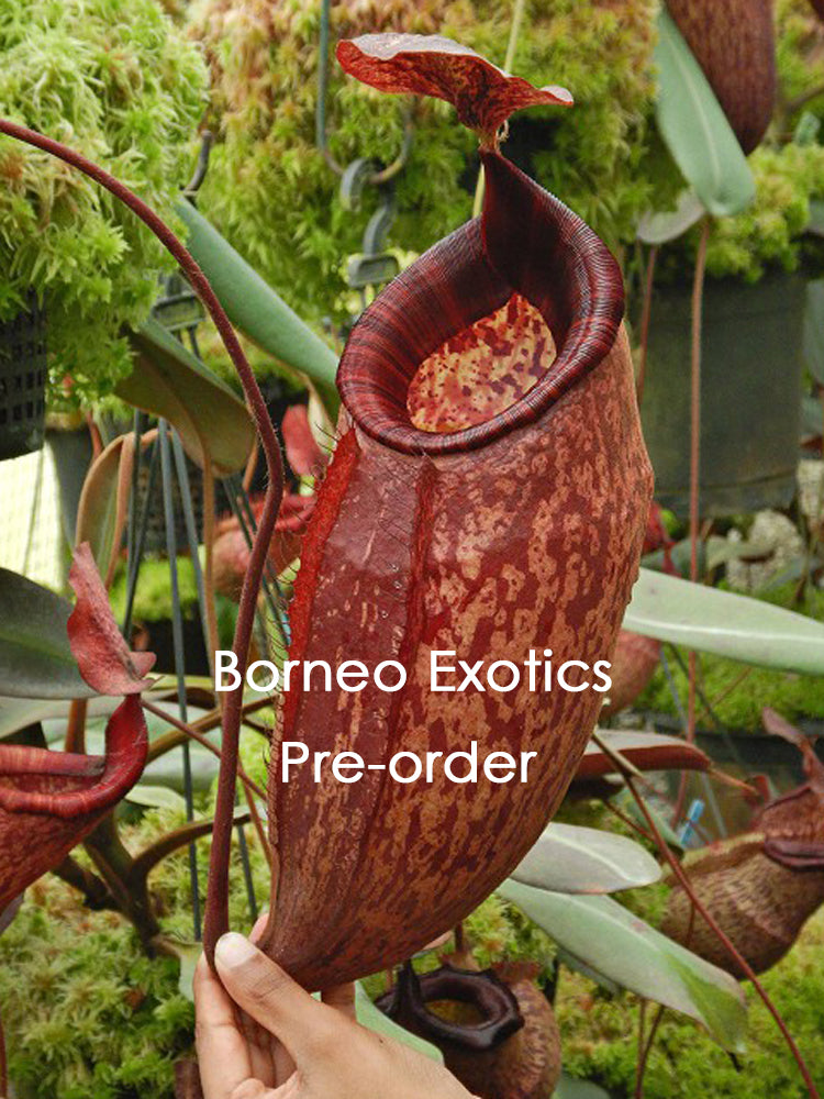Nepenthes peltata BE-4613 Ausgewählter Klon