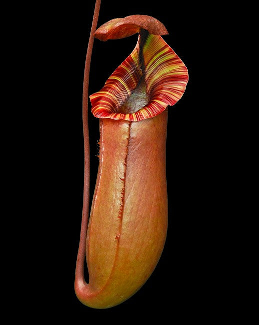 Nepenthes sibuyanensis x (veitchii x lowii)  Clone6  BE-4614