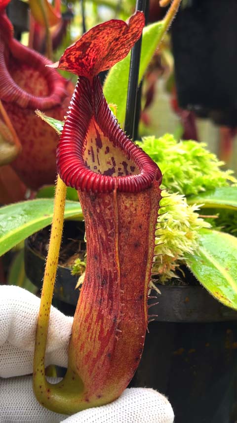 Nepenthes glandulifera x edwardsiana  BE-4617