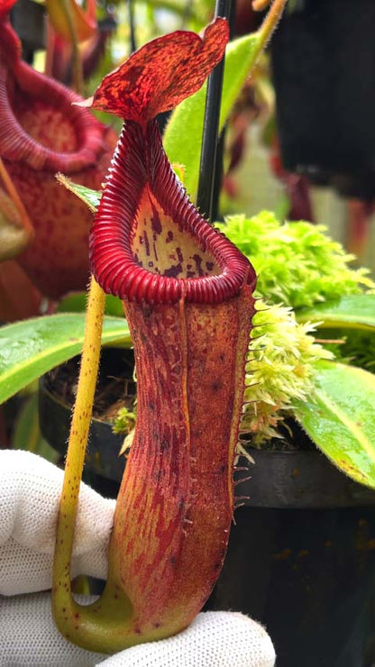 Nepenthes glandulifera x edwardsiana  BE-4617