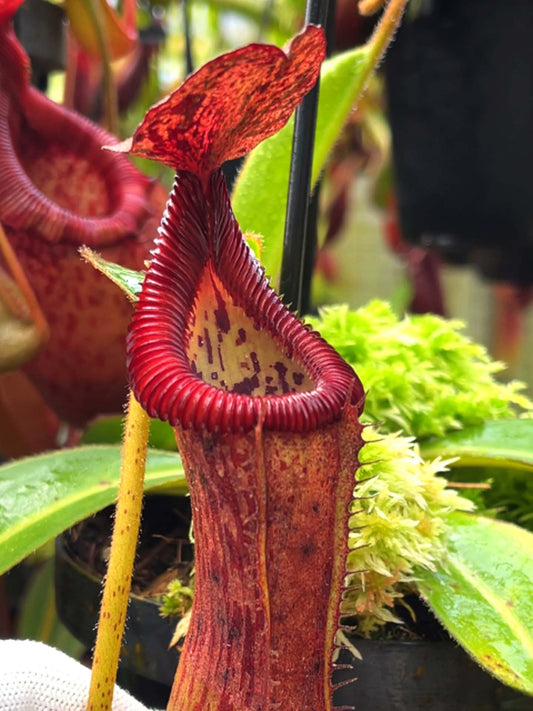 Nepenthes glandulifera x edwardsiana BE-4617