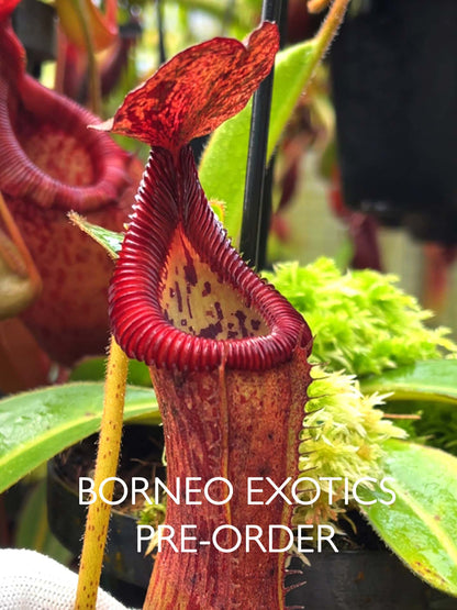 Nepenthes glandulifera x edwardsiana  BE-4617