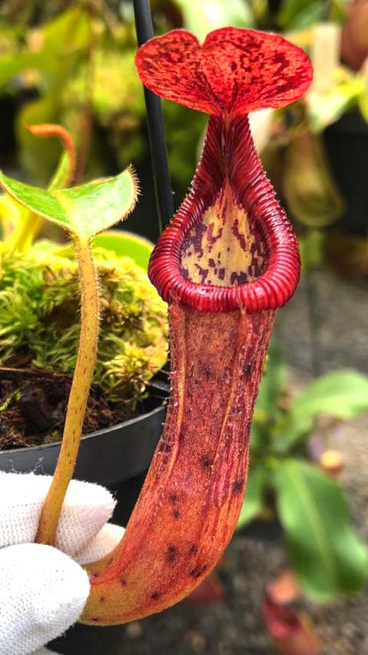 Nepenthes glandulifera x edwardsiana  BE-4617