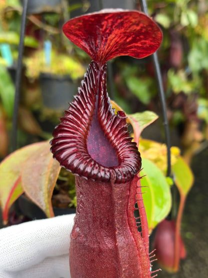 ASTA 12 : N. {[(lowii x veitchii) x boschiana] x [(veitchii x maxima) x veitchii]} x edwardsiana  BE-4620